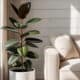 Magnolia Houseplant in White Pot near Couch, Cozy Farmhouse Decor.