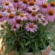 Colorful pink coneflowers blooming in a garden pot outdoor setting.