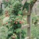 Close-up of raspberry plants climbing a garden arbor with ripe red berries ready for harvest.