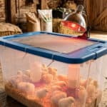 12 Indoor chick brooder with heat lamp, bedding, and food in rustic wooden shed.