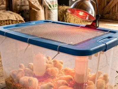 Indoor chick brooder with heat lamp, bedding, and food in rustic wooden shed.