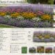 Bright, fragrant perennial for full sun gardens.
