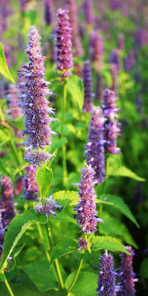 The Best Full Sun Deer Resistant Perennials (That Actually Work) 9 The Best Full Sun Deer Resistant Perennials (That Actually Work)
