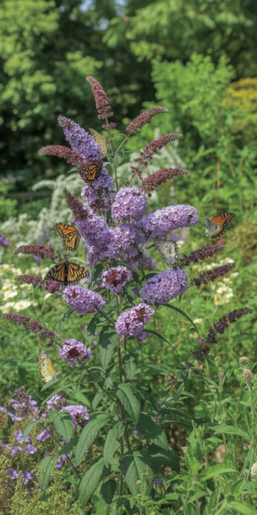 Your Guide to Flowering Shrubs for Full Sun (That Look Good All Year Long) 2 Butterfly bush with purple flowers thriving in full sun, attracting butterflies and pollinators all.