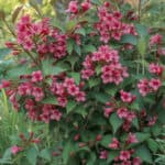 Pink flowering shrub in full sun with lush green leaves, ideal for year-round garden color.