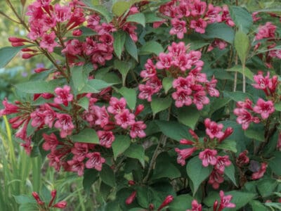 Pink flowering shrub in full sun with lush green leaves, ideal for year-round garden color.