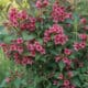 Pink flowering shrub in full sun with lush green leaves, ideal for year-round garden color.