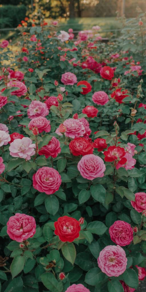 Your Guide to Flowering Shrubs for Full Sun (That Look Good All Year Long) 1 Beautiful flowering roses thriving in full sun. Perfect for garden enthusiasts seeking colorful, low.