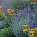 Deer-resistant full sun perennials in a vibrant garden scene.