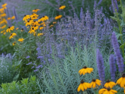 Deer-resistant full sun perennials in a vibrant garden scene.