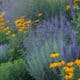 Deer-resistant full sun perennials in a vibrant garden scene.