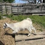 8 Young farm goat running outdoors on a rustic wooden path with a farm fence in the background.