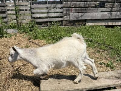 Young farm goat running outdoors on a rustic wooden path with a farm fence in the background.