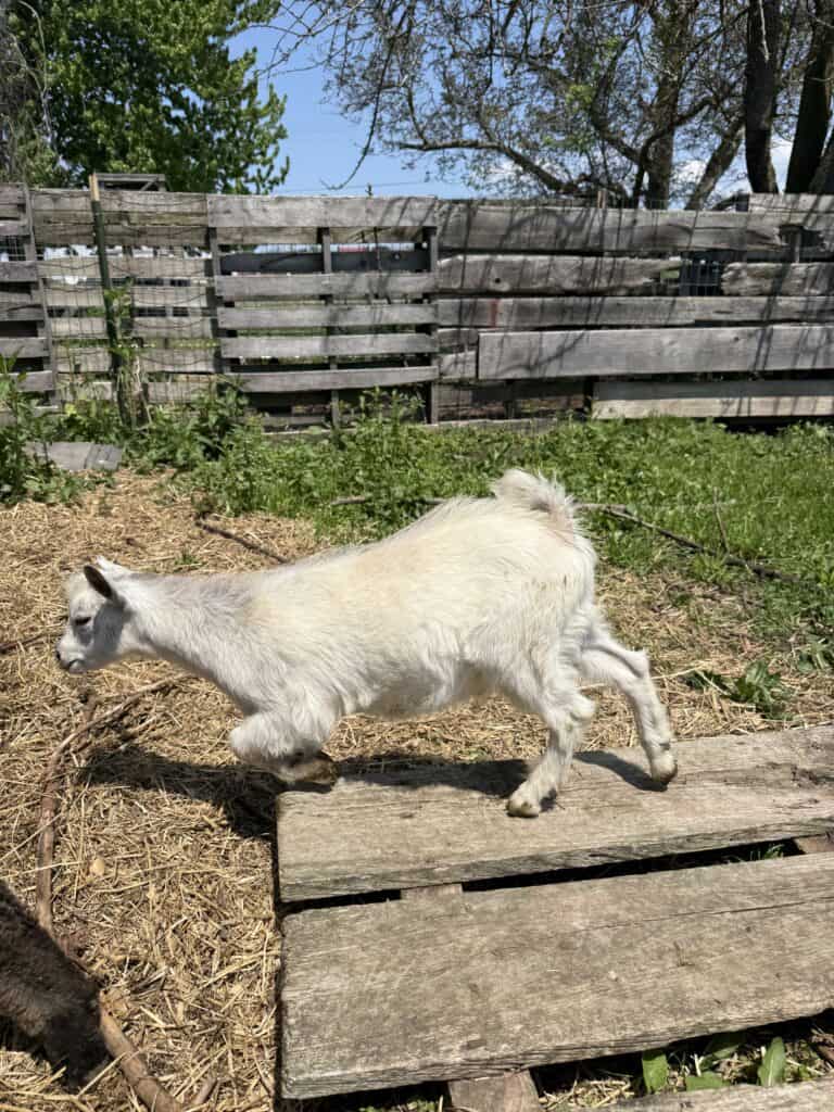 How to Tame a Baby Goat 1 Young farm goat running outdoors on a rustic wooden path with a farm fence in the background.