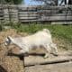 Young farm goat running outdoors on a rustic wooden path with a farm fence in the background.