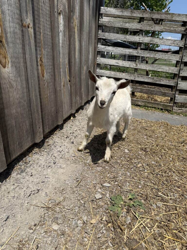 How to Tame a Baby Goat 2 How to Tame a Baby Goat