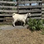 7 Farm goat standing near wooden fence with greenery.