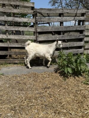 Farm goat standing near wooden fence with greenery.