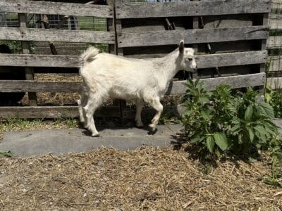 Farm goat standing near wooden fence with greenery.