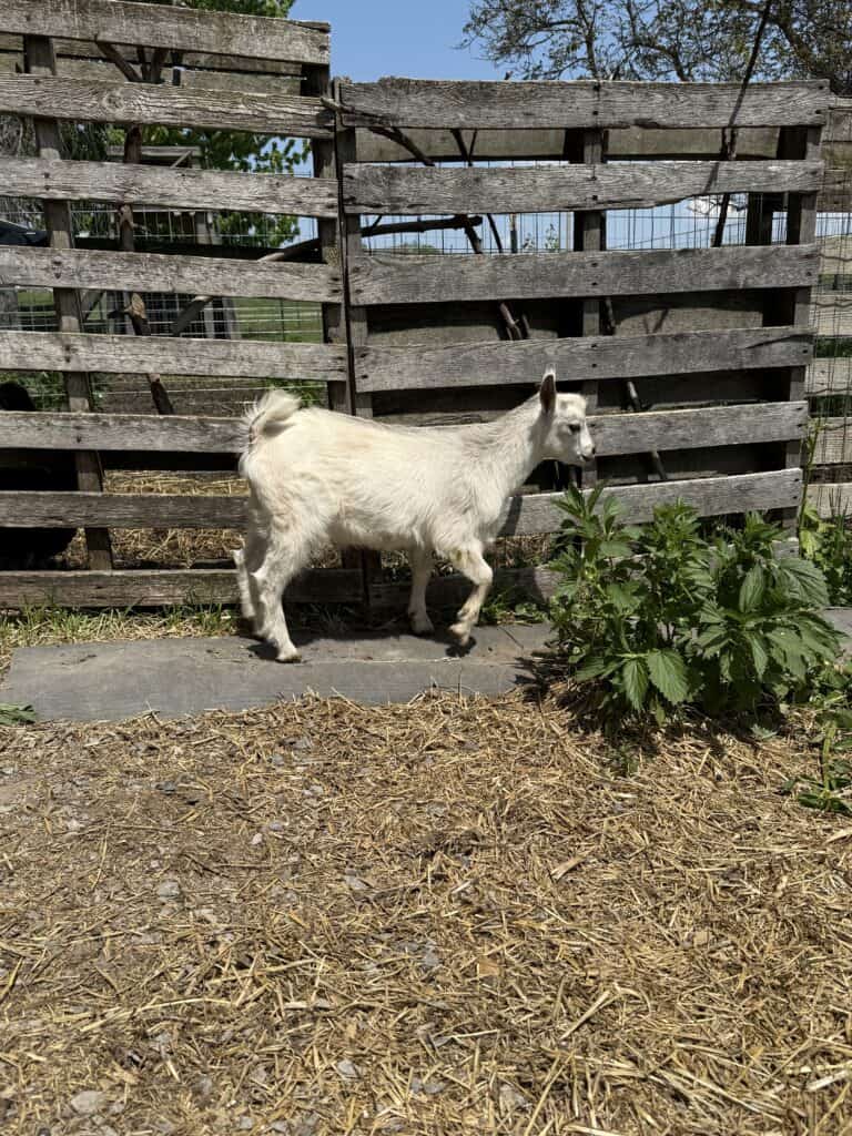How to Wean a Baby Goat 2 Farm goat standing near wooden fence with greenery.
