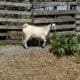 Farm goat standing near wooden fence with greenery.