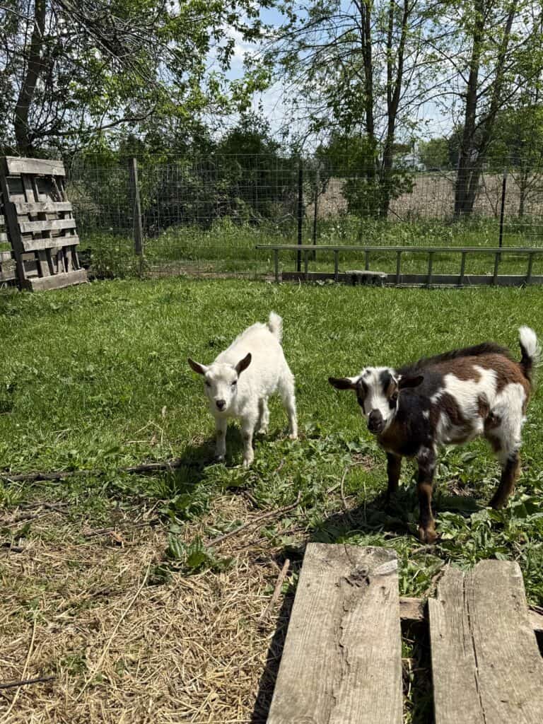 How to Tame a Baby Goat 3 How to Tame a Baby Goat