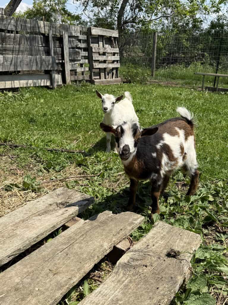 How to Tame a Baby Goat 4 Goats in a backyard with wooden fencing, grass, and a rustic wooden walkway.