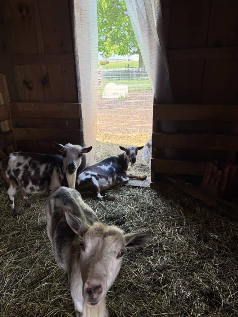 How to Wean a Baby Goat 1 Young calves resting inside a rustic barn with open doors, sunlight streaming in, and a farm landsca.