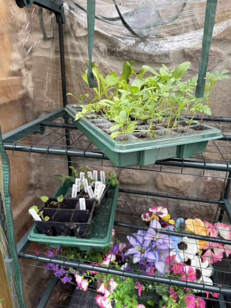 The Garden Journal: Week 1 - Tomato Planting Day 4 The Garden Journal: Week 1 - Tomato Planting Day