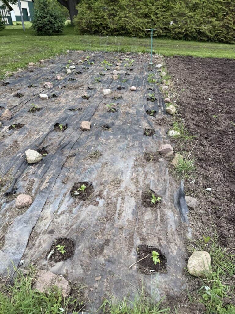 The Garden Journal: Week 1 - Tomato Planting Day 1 Garden bed with black plastic mulch and young seedlings.