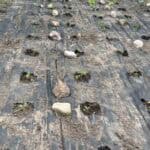 7 Vegetable garden with young plants and rock borders on black plastic mulch.