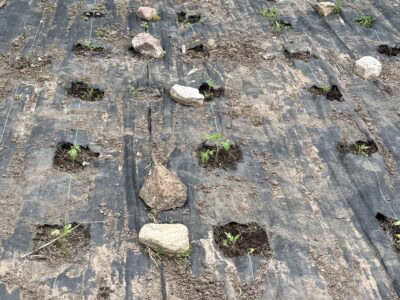 Vegetable garden with young plants and rock borders on black plastic mulch.