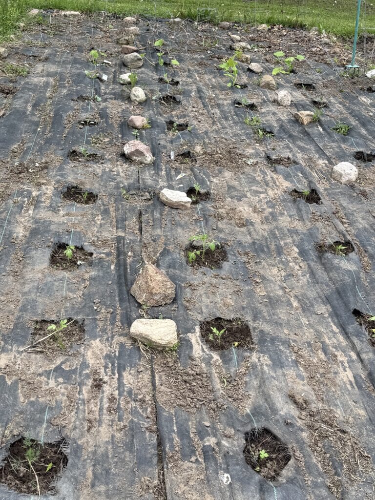The Garden Journal: Week 1 - Tomato Planting Day 2 Vegetable garden with young plants and rock borders on black plastic mulch.