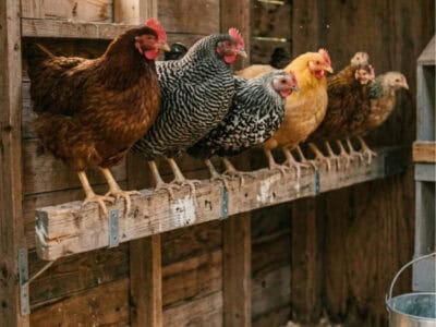 Chickens perching on DIY wooden roosting bars inside a rustic chicken coop.