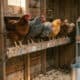 Chickens perching on DIY wooden roosting bars inside a rustic chicken coop.