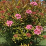 7 Pink hydrangea flowers blooming on a lush garden shrub under a clear blue sky.