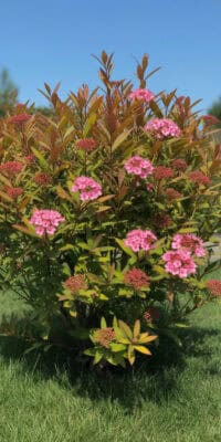 Pink hydrangea flowers blooming on a lush garden shrub under a clear blue sky.