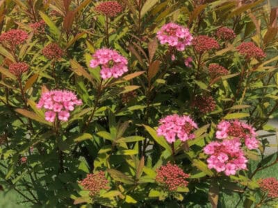 Pink hydrangea flowers blooming on a lush garden shrub under a clear blue sky.