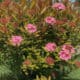 Pink hydrangea flowers blooming on a lush garden shrub under a clear blue sky.