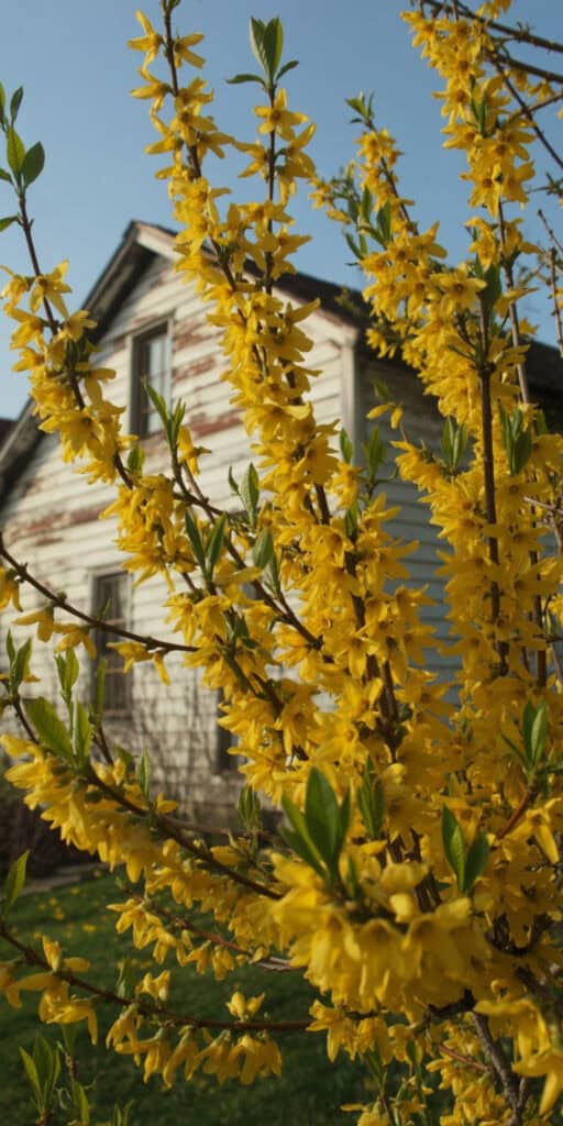 Deer Resistant Landscaping Shrubs: What Actually Works (And How to Use Them) 4 Bright yellow forsythia flowers blooming in spring near a rustic farmhouse.