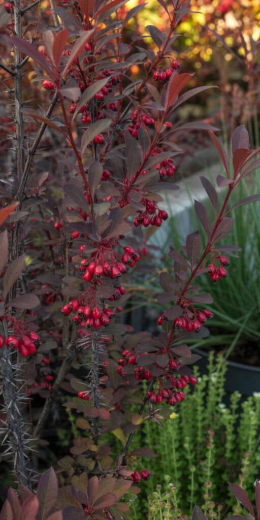 Deer Resistant Landscaping Shrubs: What Actually Works (And How to Use Them) 6 Wildberry bush with red berries and purple leaves in a garden setting.
