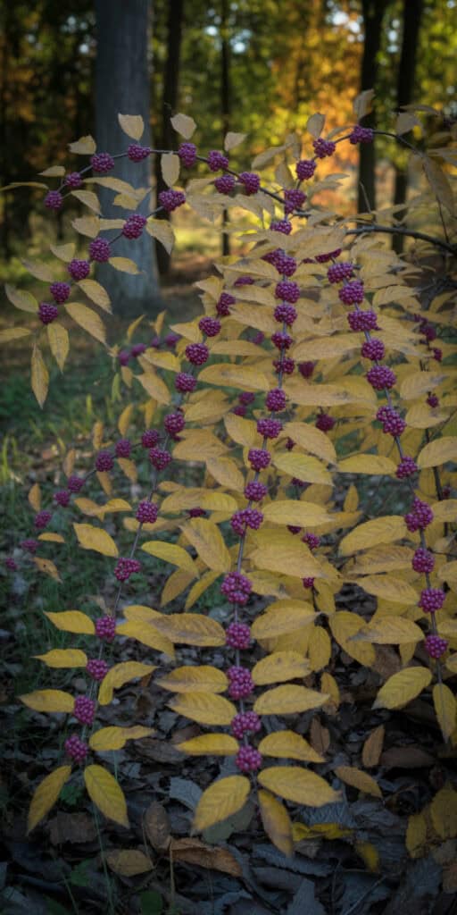 Deer Resistant Landscaping Shrubs: What Actually Works (And How to Use Them) 7 Wild purple berries growing on a bush amidst autumn foliage in a forest scene.