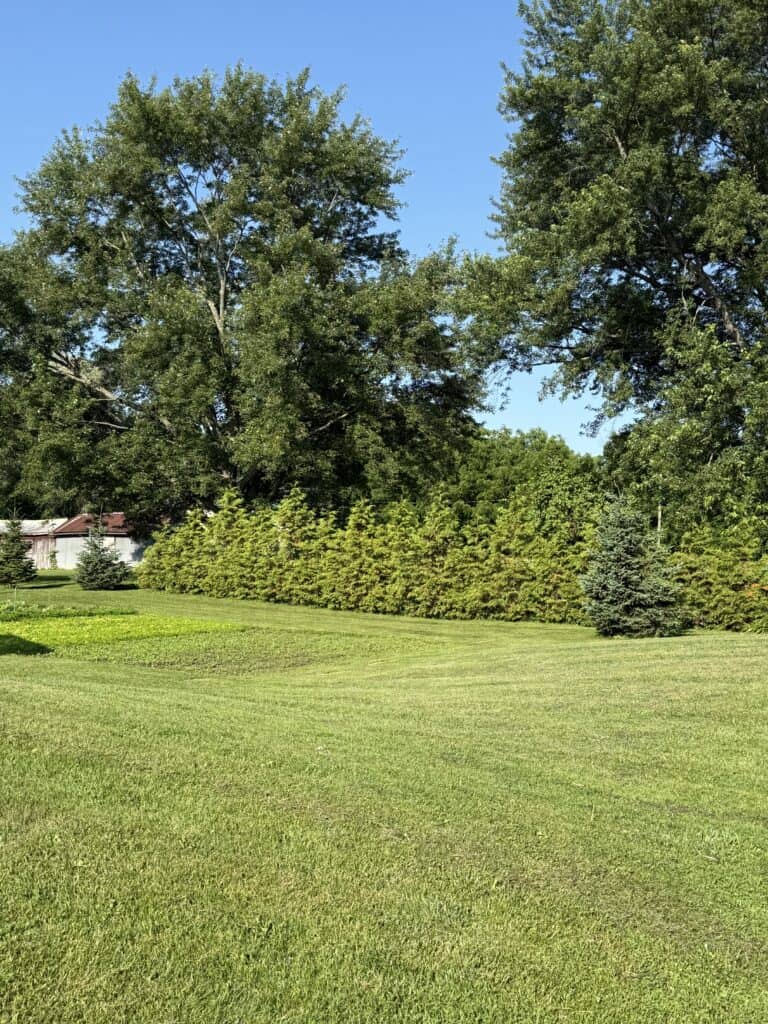 15 Low Maintenance Shrubs That Look Amazing All Year 15 15 Low Maintenance Shrubs That Look Amazing All Year