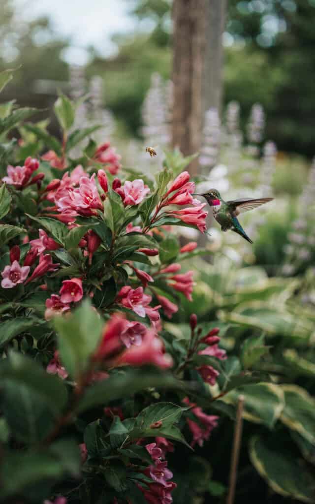 15 Low Maintenance Shrubs That Look Amazing All Year 12 15 Low Maintenance Shrubs That Look Amazing All Year