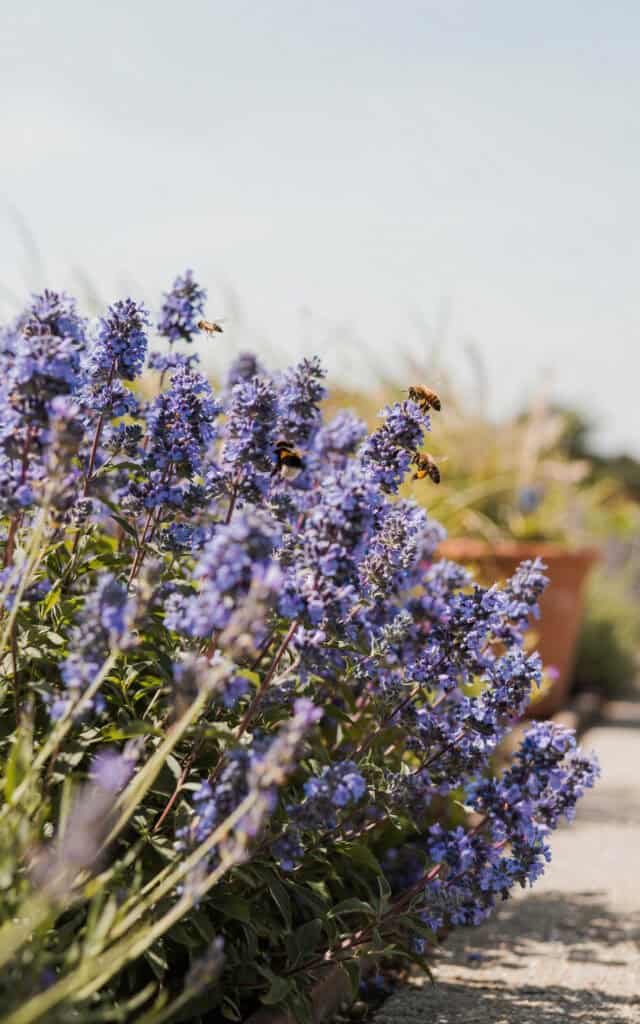 15 Low Maintenance Shrubs That Look Amazing All Year 10 15 Low Maintenance Shrubs That Look Amazing All Year