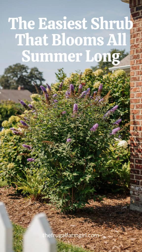 15 Low Maintenance Shrubs That Look Amazing All Year 16 15 Low Maintenance Shrubs That Look Amazing All Year