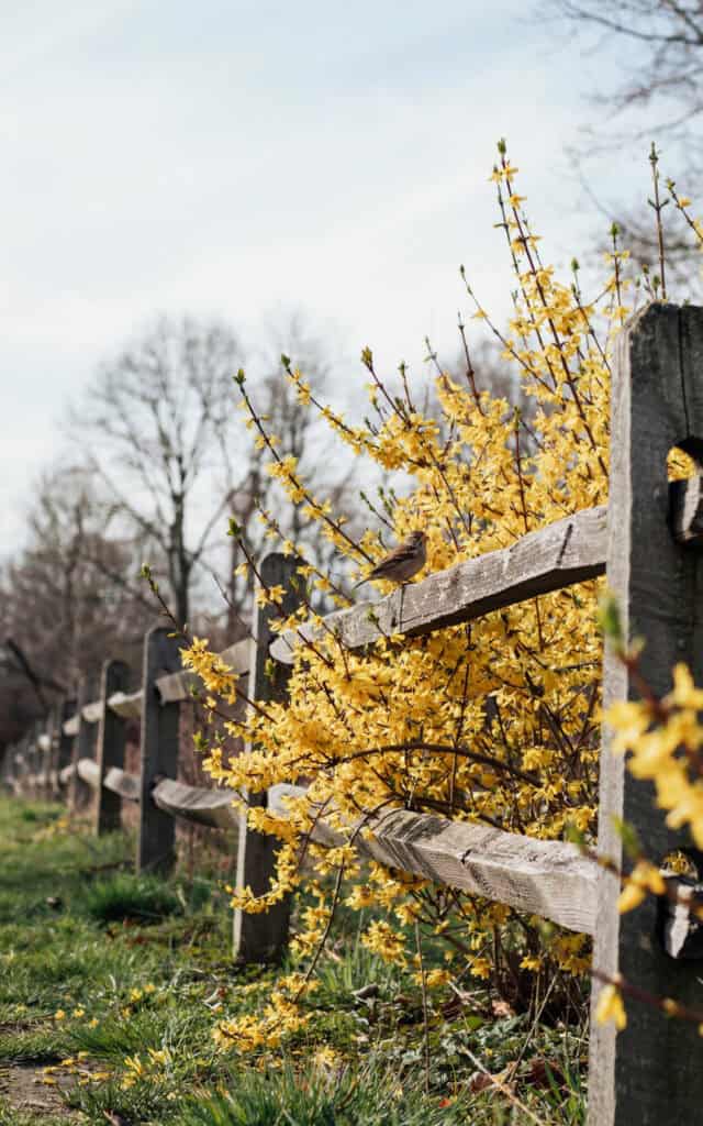15 Low Maintenance Shrubs That Look Amazing All Year 4 15 Low Maintenance Shrubs That Look Amazing All Year