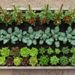 7 Vegetable garden bed with lush greens, flowering marigolds, and tomato plants supported by stakes.