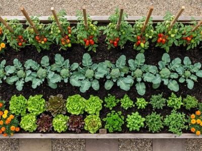Vegetable garden bed with lush greens, flowering marigolds, and tomato plants supported by stakes.