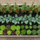 Vegetable garden bed with lush greens, flowering marigolds, and tomato plants supported by stakes.